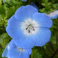 Nemophila Menziesii Grow Organic