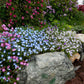 Nemophila Menziesii Grow Organic