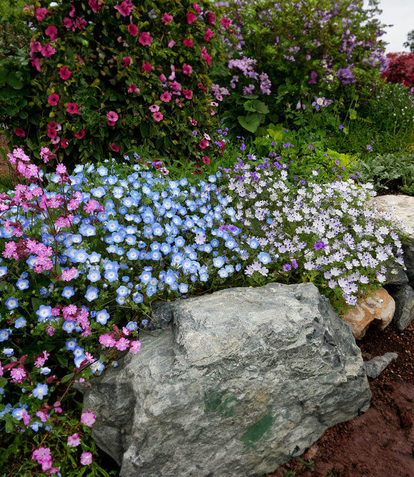 Nemophila Menziesii Grow Organic