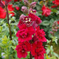 Antirrhinum Majus - Double Azalea Red Grow Organic