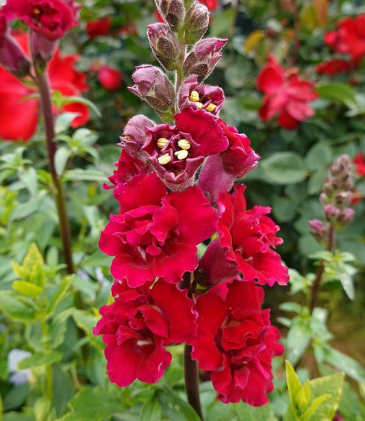Antirrhinum Majus - Double Azalea Red Grow Organic