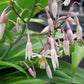 Arthropodium Cirratum - Renga Lily Grow Organic