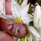 Arthropodium Cirratum - Renga Lily Grow Organic