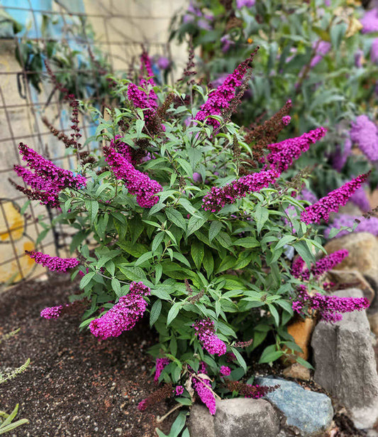 Buddleja Davidii - Hot Raspberry Grow Organic