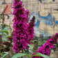 Buddleja Davidii - Hot Raspberry Grow Organic