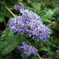 Ceanothus Hearstiorum Grow Organic