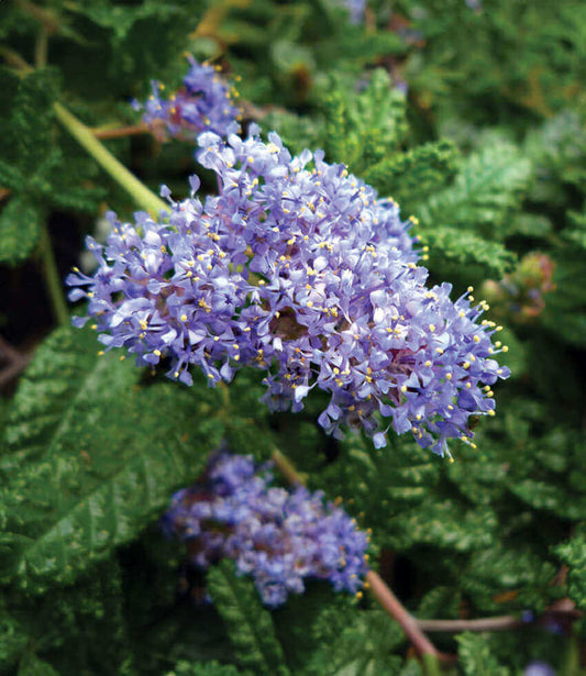 Ceanothus Hearstiorum Grow Organic