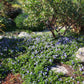 Ceanothus Hearstiorum Grow Organic