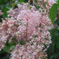Ceanothus X Pallidus - Marie Simon Grow Organic