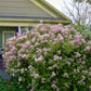 Ceanothus X Pallidus - Marie Simon Grow Organic