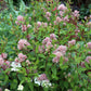 Ceanothus X Pallidus - Marie Simon Grow Organic