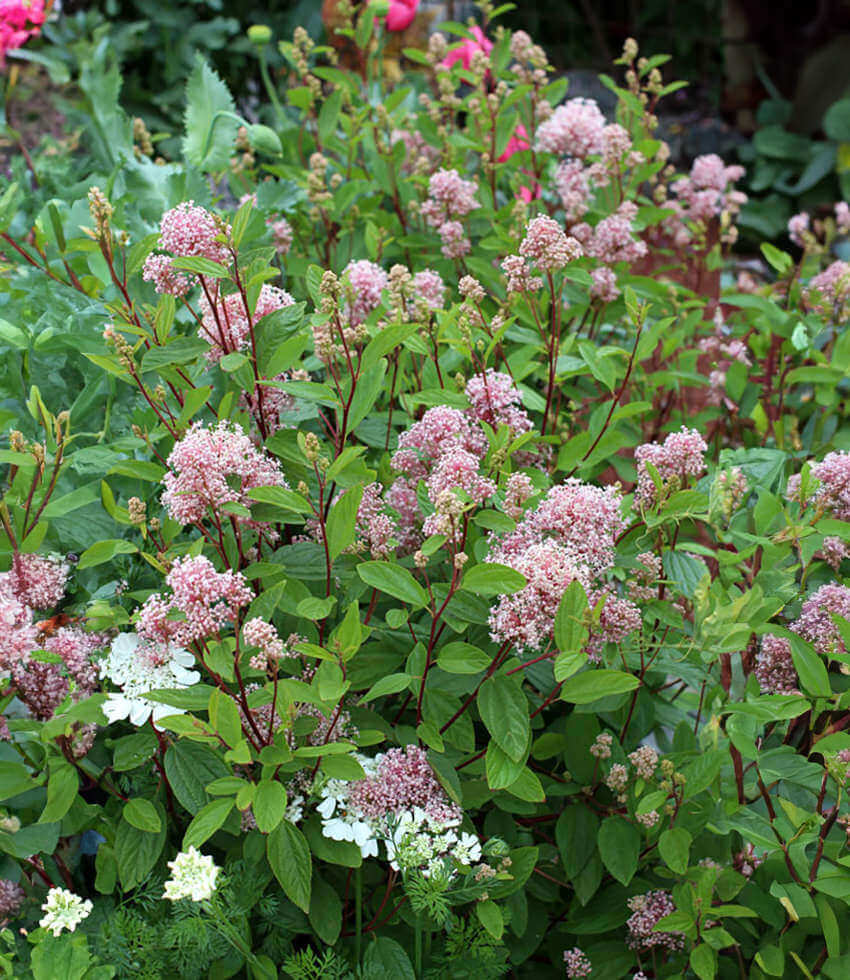 Ceanothus X Pallidus - Marie Simon Grow Organic