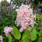 Ceanothus X Pallidus - Marie Simon Grow Organic