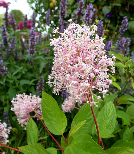 Ceanothus X Pallidus - Marie Simon Grow Organic