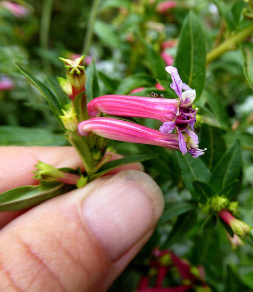 Cuphea Hybrid - Starfire (c. Ignea X C. Angustifolia) Grow Organic