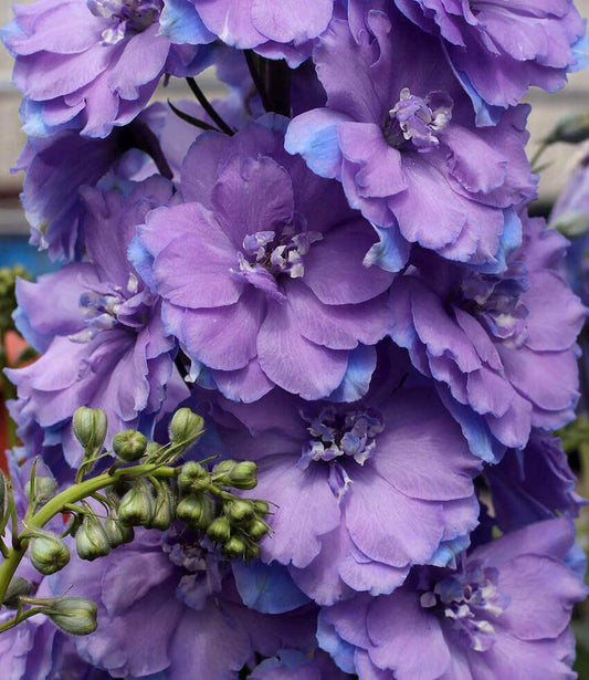 Delphinium Elatum - Morning Lights Grow Organic