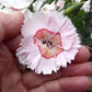 Dianthus - Georgia Peach Pie Grow Organic