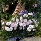 Dianthus - Georgia Peach Pie Grow Organic