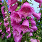 Digitalis Purpurea - Camelot Rose Grow Organic