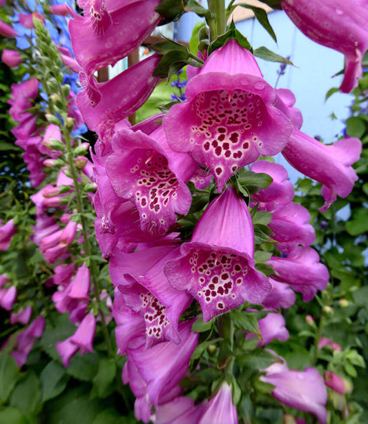 Digitalis Purpurea - Camelot Rose Grow Organic