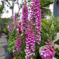 Digitalis Purpurea - Camelot Rose Grow Organic