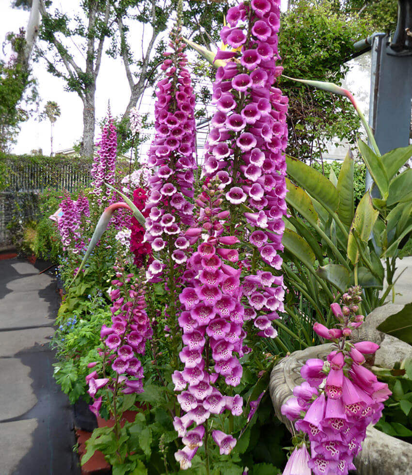 Digitalis Purpurea - Camelot Rose Grow Organic