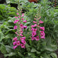 Digitalis Purpurea - Camelot Rose Grow Organic