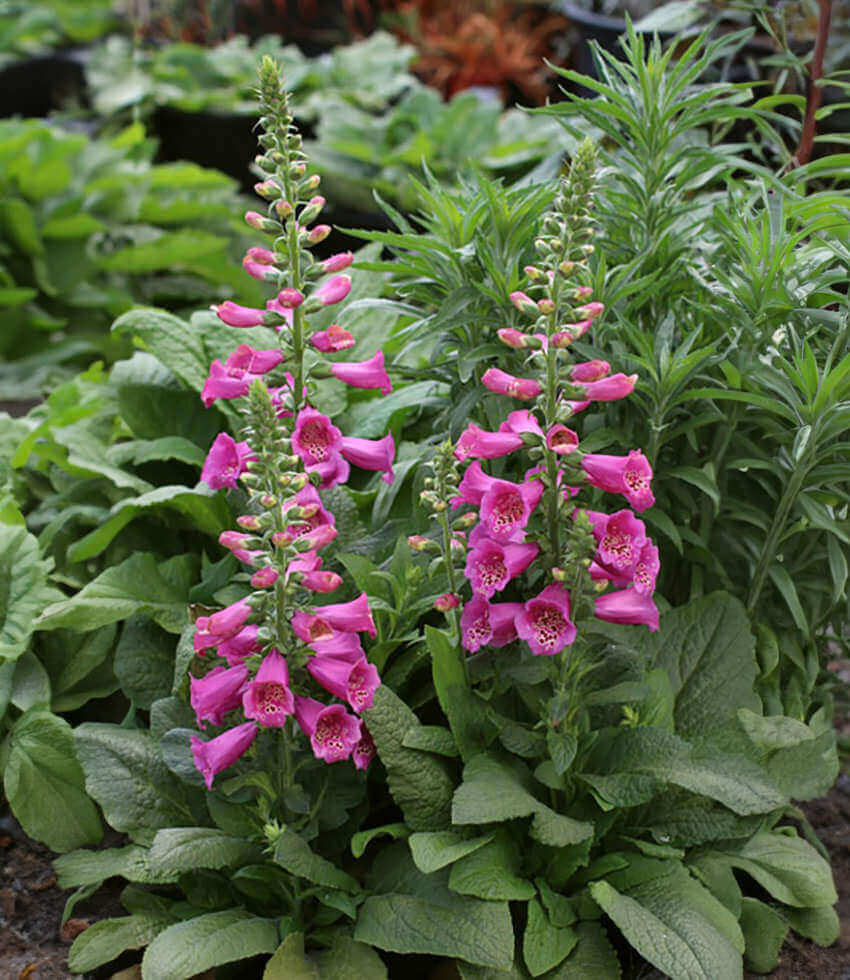 Digitalis Purpurea - Camelot Rose Grow Organic