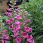 Digitalis Purpurea - Camelot Rose Grow Organic