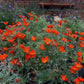 Eschscholzia Californica - Red Glow Grow Organic