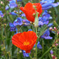Eschscholzia Californica - Red Glow Grow Organic