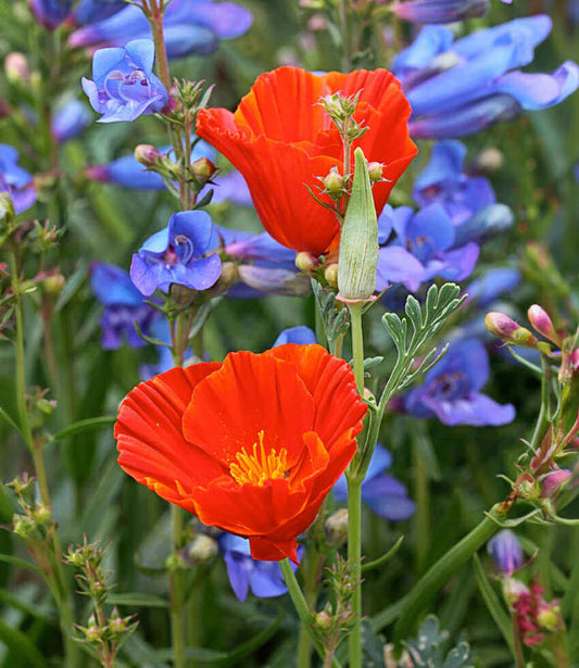 Eschscholzia Californica - Red Glow Grow Organic
