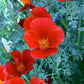 Eschscholzia Californica - Red Glow Grow Organic