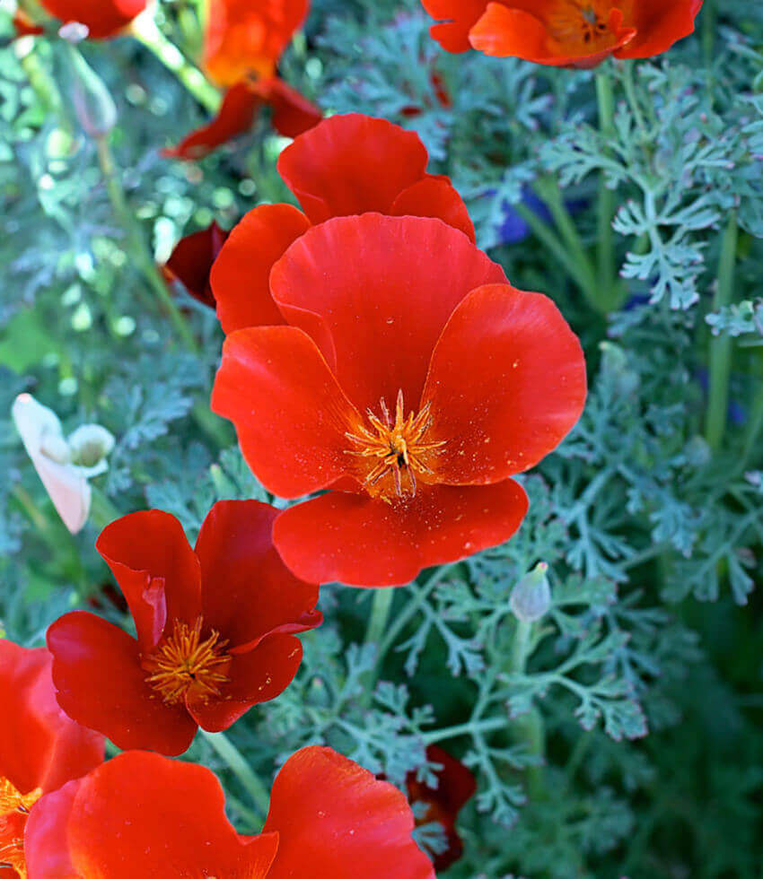 Eschscholzia Californica - Red Glow Grow Organic