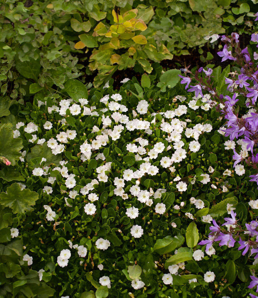 Falkia Repens Grow Organic