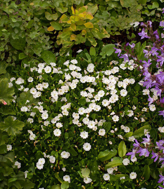 Falkia Repens Grow Organic
