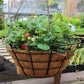 Fragaria X Ananassa - Elan Grow Organic
