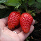 Fragaria X Ananassa - Elan Grow Organic