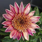 Gazania - Otomi Grow Organic
