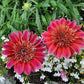 Gazania - Otomi Grow Organic