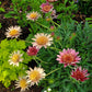 Gazania - Otomi Grow Organic