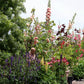 Hollyhock (alcea Rosea) - Double Apricot Grow Organic