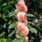 Hollyhock (alcea Rosea) - Double Apricot Grow Organic