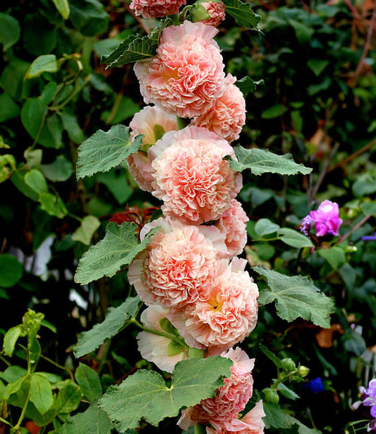 Hollyhock (alcea Rosea) - Double Apricot Grow Organic