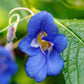 Impatiens Namchabarwensis - Blue Diamond Impatiens Grow Organic