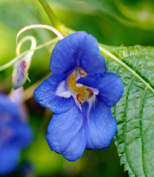Impatiens Namchabarwensis - Blue Diamond Impatiens Grow Organic