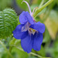 Impatiens Namchabarwensis - Blue Diamond Impatiens Grow Organic