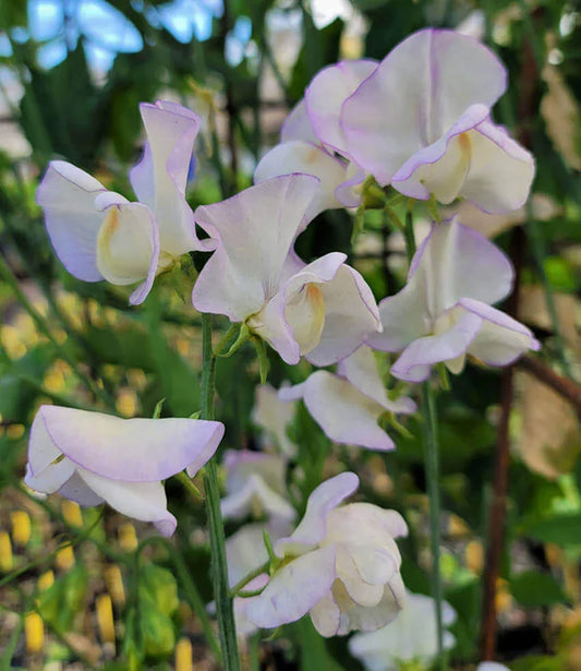 Lathyrus Odoratus - April In Paris Grow Organic