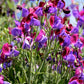 Lathyrus Odoratus - Cupani Grow Organic