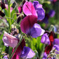 Lathyrus Odoratus - Cupani Grow Organic